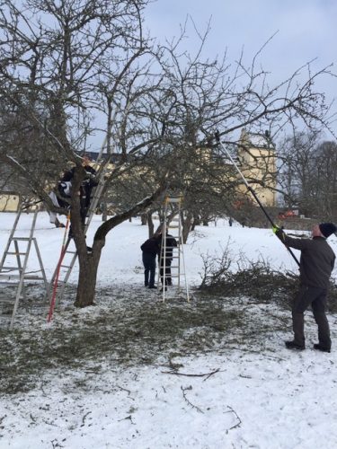 Kurs i trädbeskärning 2018